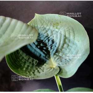 hosta-lakeside-color-blue