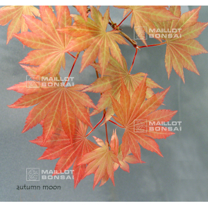 autumn-moon