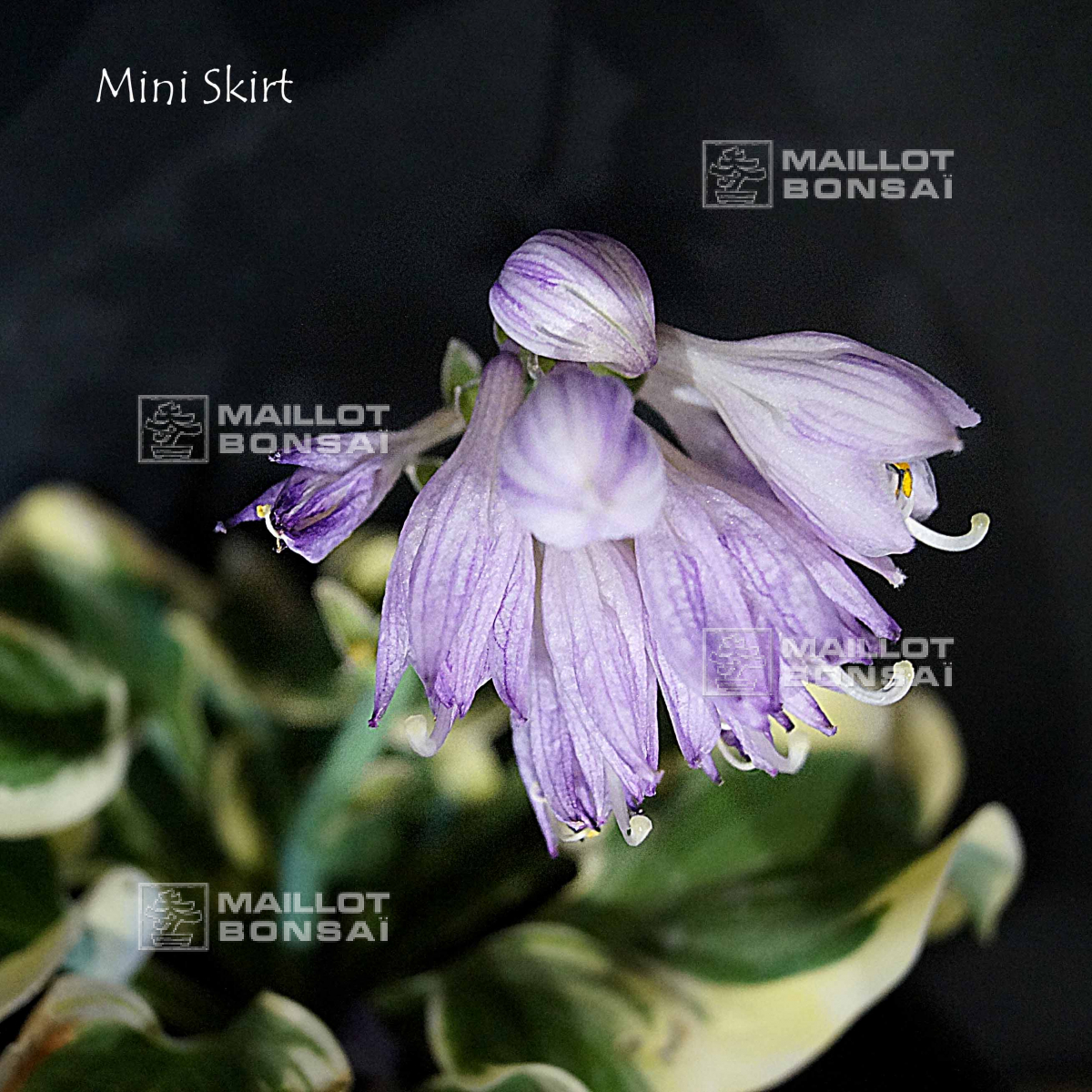 Mini skirt hosta outlet plant