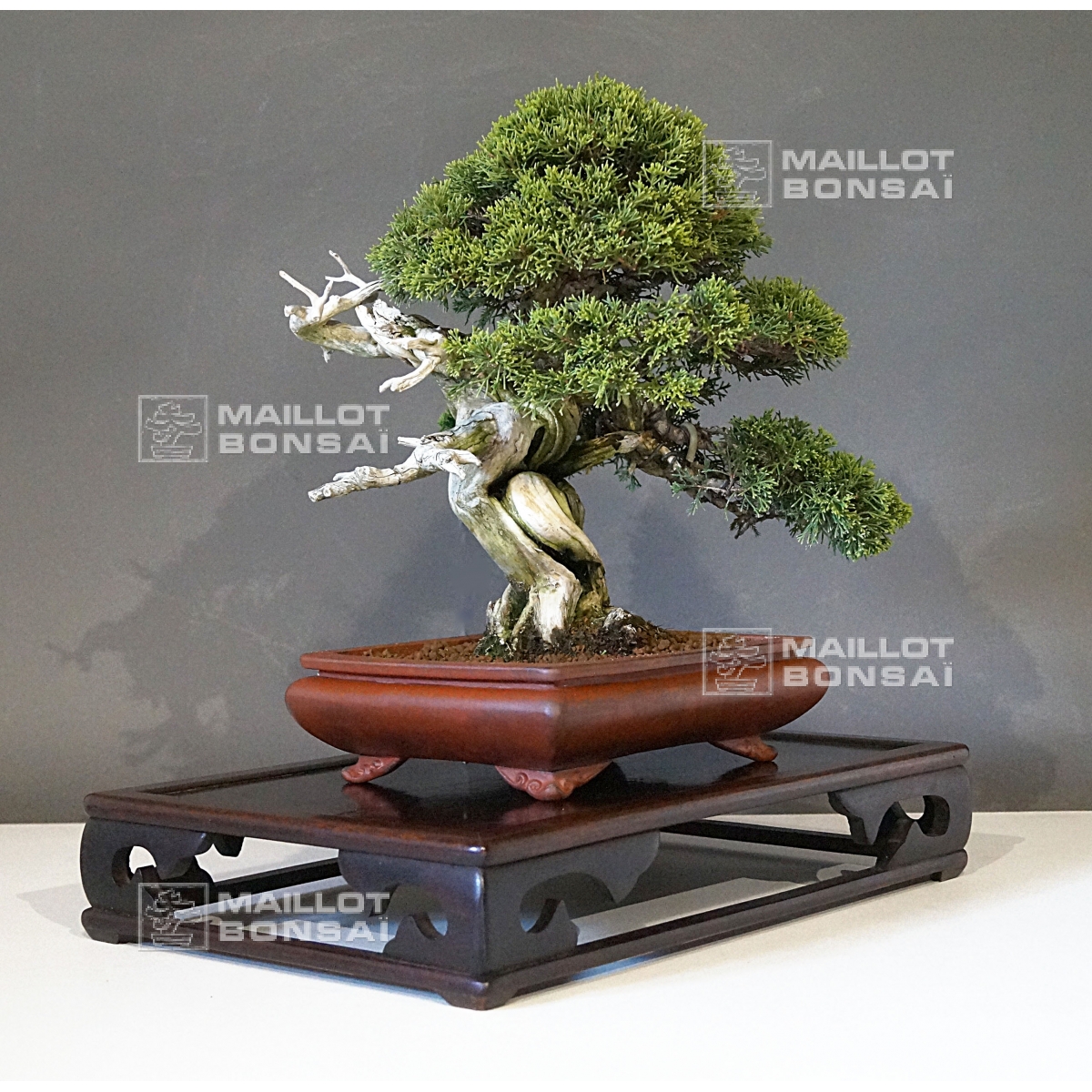 Kit Vintage Prêt à Pousser Bonsai (Jacaranda, épicéa de Norvège, pin  australien et grenadier)