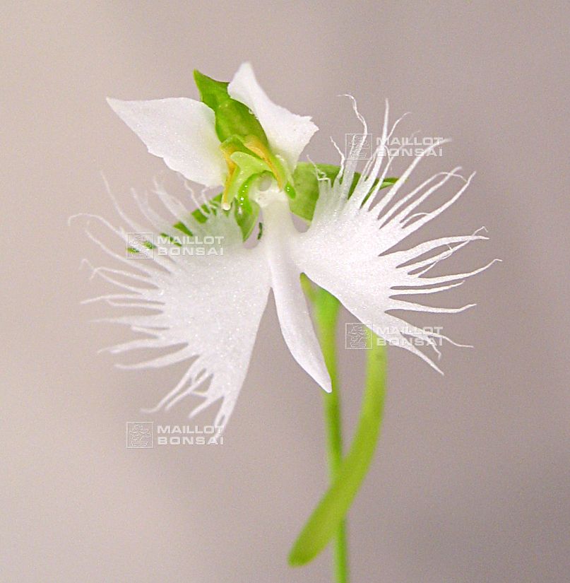 Orchid Top White – Bohominati