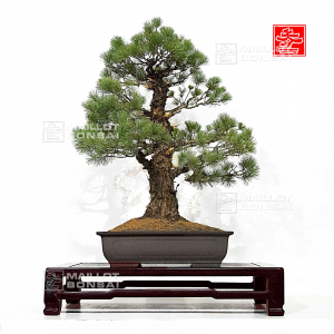 pinus-pentaphylla-10030223