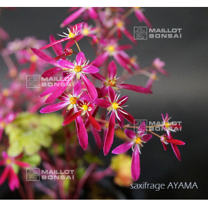 saxifraga-fortunei-beni-hime