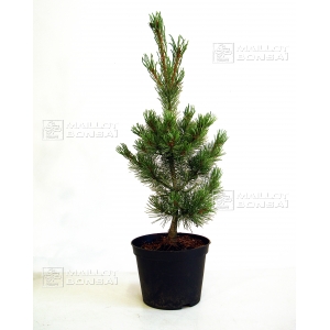 pinus-pentaphylla-blue-lou