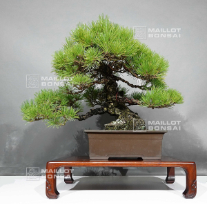 pinus-thunbergii-ref-16080241