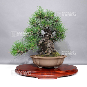 pinus-thunbergii-ref-16080244