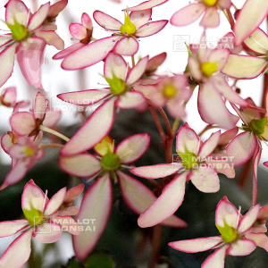 saxifraga-fortunei-trina