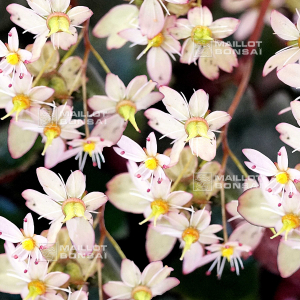 saxifraga fortunei tilda