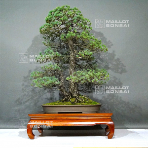 pinus-pentaphylla-19100241