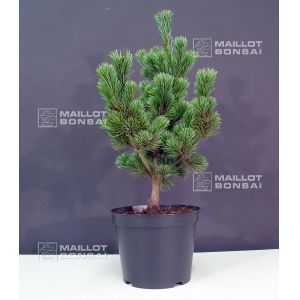 pinus-parviflora-var-pentaphylla-glauca-4-liter