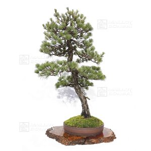 pinus-pentaphylla-ref-030120255