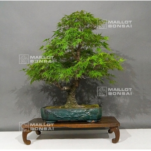 acer-palmatum-arakawa-ref-28050181