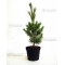 pinus-pentaphylla-variete-blue-lou-pot-3-litres