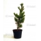 pinus pentaphylla variété "blue lou" pot 3 litres