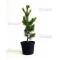 pinus pentaphylla variété "blue lou" pot 3 litres