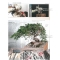 BONSAI FOCUS N° 89