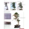 BONSAI FOCUS N° 91