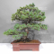 Pinus pentaphylla 1711234