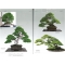 BONSAI FOCUS N° 95