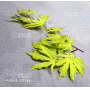 acer palmatum ANNE IRENE ®