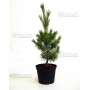 pinus-pentaphylla-blue-lou