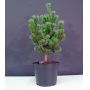 pinus-parviflora-var-pentaphylla-glauca-4-liter