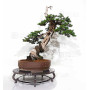 Juniperus rigida 21070252