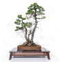 pinus-pentaphylla-ref-24070255