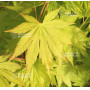 acer-shirasawanum-jordan-seeds
