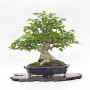 acer-buergerianum-ref-25090252