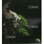 BONSAI FOCUS N° 103