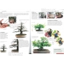 BONSAI FOCUS N° 92