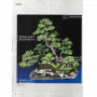 BONSAI FOCUS N° 118