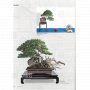 BONSAI FOCUS N° 117