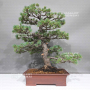 Pinus pentaphylla 1711234