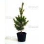 pinus pentaphylla variété "blue lou" pot 3 litres