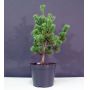 Pinus parviflora ssp. pentaphylla hagoromo pot 4.0