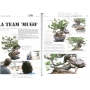 BONSAI FOCUS N° 95