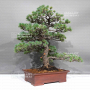 Pinus pentaphylla 1711234