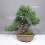 Pinus thunbergii ref:16080244