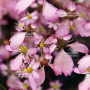 saxifraga fortunei toni