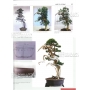 BONSAI FOCUS N° 91