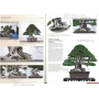 BONSAI FOCUS N° 92