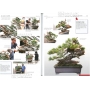 BONSAI FOCUS N° 95