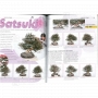 BONSAI FOCUS N° 99