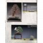 BONSAI FOCUS N° 129