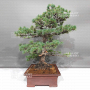 Pinus pentaphylla 1711234