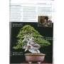 BONSAI FOCUS N° 91