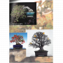 BONSAI FOCUS N° 119