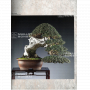 BONSAI FOCUS N° 129